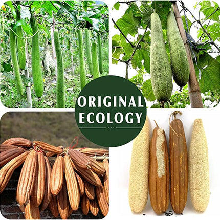 Natürlicher Peeling-Luffa-Schwamm (4 Packungen), hergestellt aus umweltfreundlichem und biologisch abbaubarem Duschschwamm, Luffa für Frauen und Männer, braun